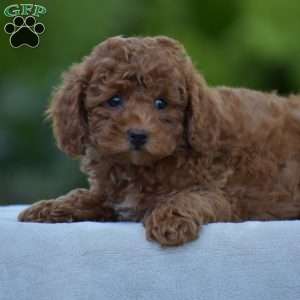 Tyson, Miniature Poodle Puppy
